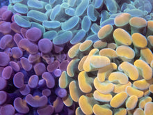 Carregar imagem no visualizador da galeria, 🌈⚡ Prismfire Hammer Euphyllia paraancora (Ultra Combo Cultured)