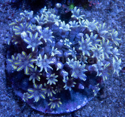 🌼💛 Golden Bloom Clove Polyps Clavularia sp. (Cultured Yellow-Tip Morph)