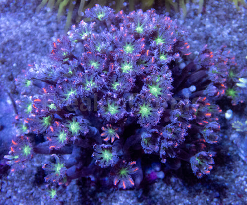 🌸🧡 Sunburst Petal Clove Polyps Clavularia sp. (Cultured Fluorescent Pink-Orange Morph)