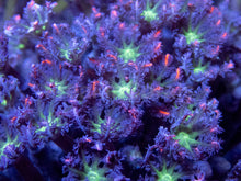 Carregar imagem no visualizador da galeria, 🌸🧡 Sunburst Petal Clove Polyps Clavularia sp. (Cultured Fluorescent Pink-Orange Morph)