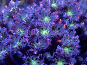 🌸🧡 Sunburst Petal Clove Polyps Clavularia sp. (Cultured Fluorescent Pink-Orange Morph)