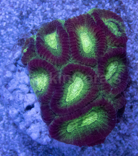 Crimson Glow Favites (Favites spp.)