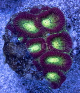 Crimson Glow Favites (Favites spp.)