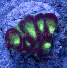 Carregar imagem no visualizador da galeria, Crimson Glow Favites (Favites spp.)