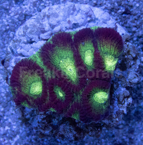 Crimson Glow Favites (Favites spp.)