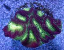 Carregar imagem no visualizador da galeria, Crimson Glow Favites (Favites spp.)