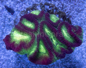Crimson Glow Favites (Favites spp.)