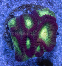 Carregar imagem no visualizador da galeria, Crimson Glow Favites (Favites spp.)