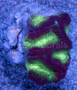 Crimson Glow Favites (Favites spp.)
