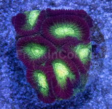 Carregar imagem no visualizador da galeria, Crimson Glow Favites (Favites spp.)