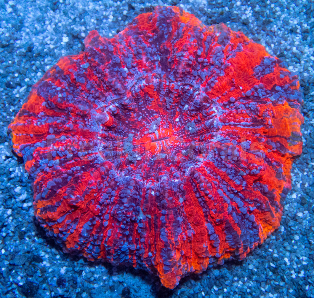 🔥💜 Solar Tempest Acan