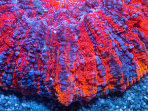 🔥💜 Solar Tempest Acan