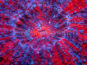 🔥💜 Solar Tempest Acan