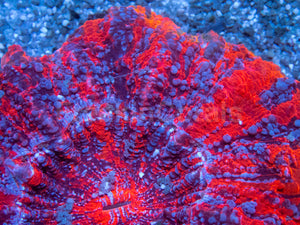 🔥💜 Solar Tempest Acan