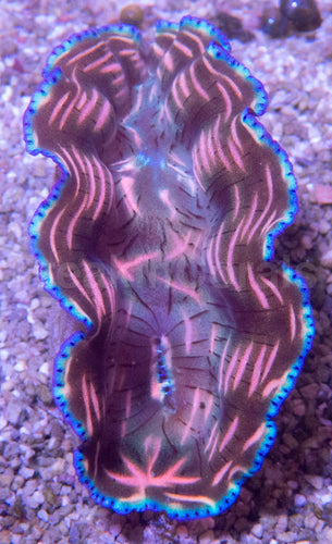 🐚🌊 Golden Veil Derasa Clam