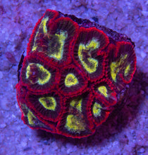 Load image into Gallery viewer, FK Red Wall Favites (Homegrown Coral)