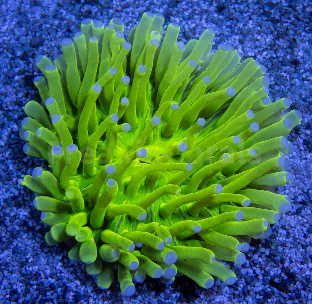 FK Super Bright Green Heliofungia