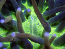 Load image into Gallery viewer, FK Gold Tentacles Green Heliofungia