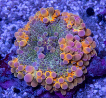 Load image into Gallery viewer, FK Purple Monster Ricordea Yuma (Collector Coral)