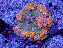 Load image into Gallery viewer, FK Purple Monster Ricordea Yuma (Collector Coral)