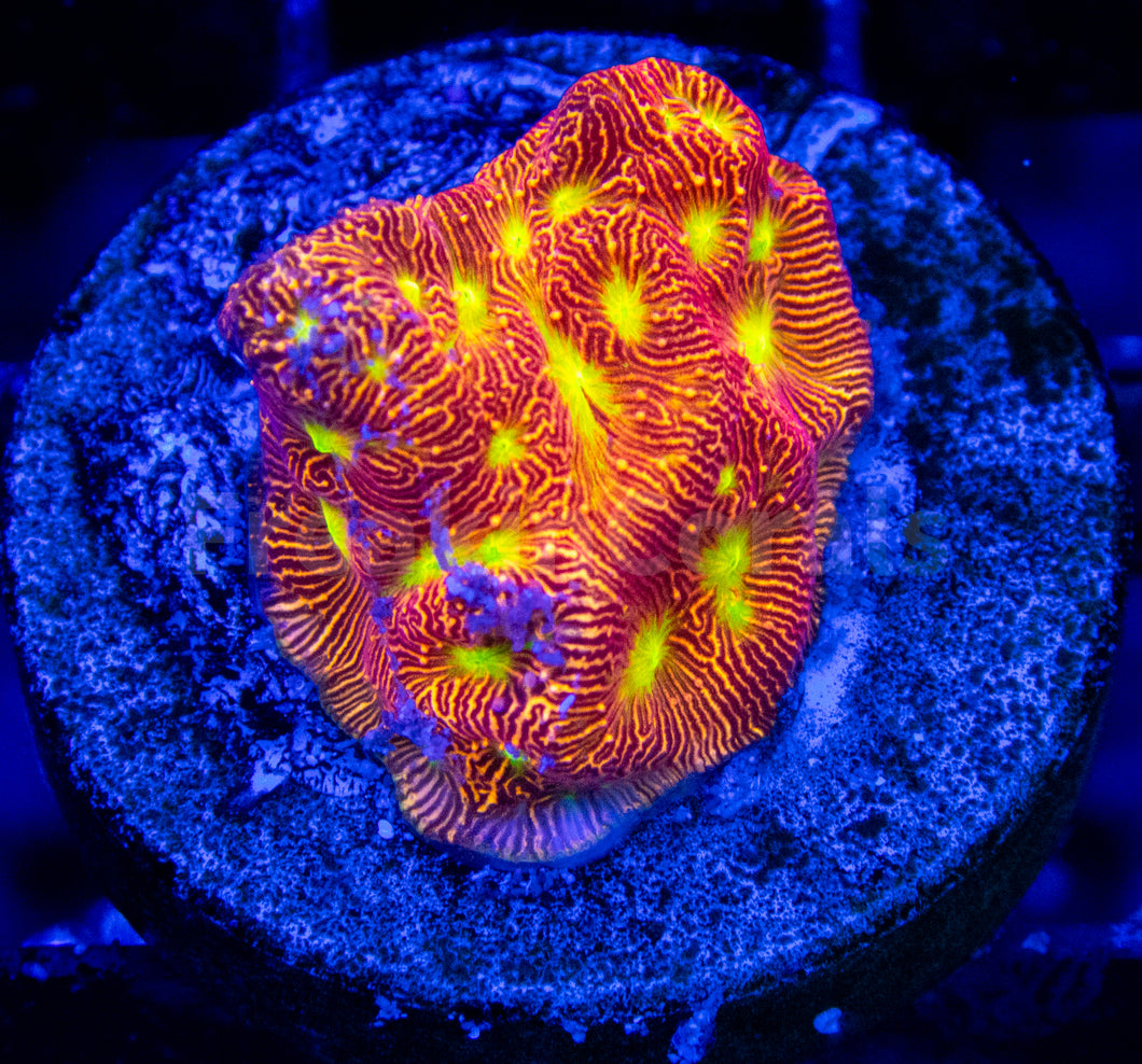 FK Jack-O-Lantern Leptoseris (Jason Fox Signature Coral)