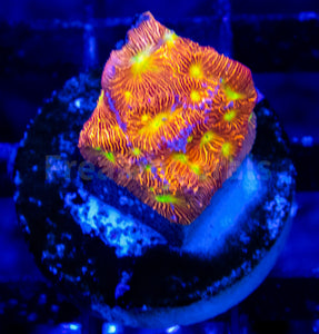 FK Jack-O-Lantern Leptoseris (Jason Fox Signature Coral)