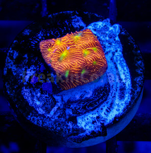 FK Jack-O-Lantern Leptoseris (Jason Fox Signature Coral)