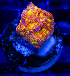 FK Jack-O-Lantern Leptoseris (Jason Fox Signature Coral)