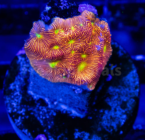 FK Jack-O-Lantern Leptoseris (Jason Fox Signature Coral)