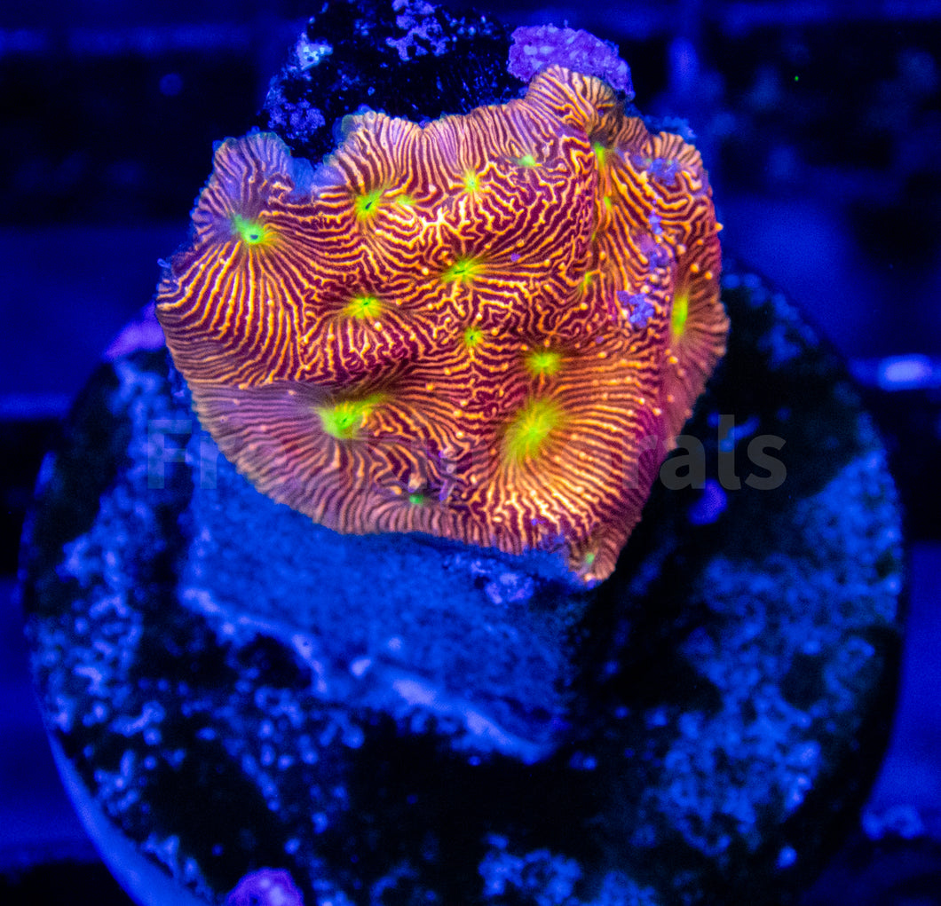 FK Jack-O-Lantern Leptoseris (Jason Fox Signature Coral)