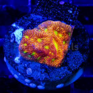 FK Jack-O-Lantern Leptoseris (Jason Fox Signature Coral)