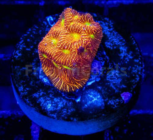 FK Jack-O-Lantern Leptoseris (Jason Fox Signature Coral)