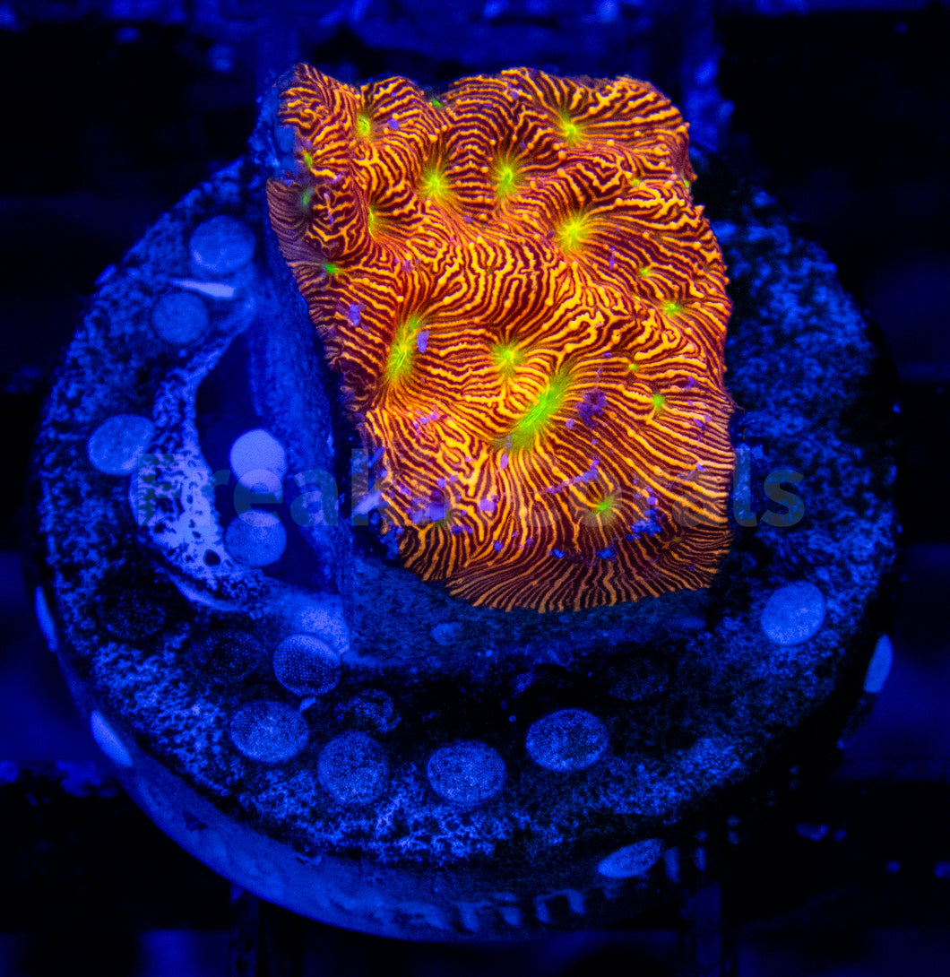 FK Jack-O-Lantern Leptoseris (Jason Fox Signature Coral)