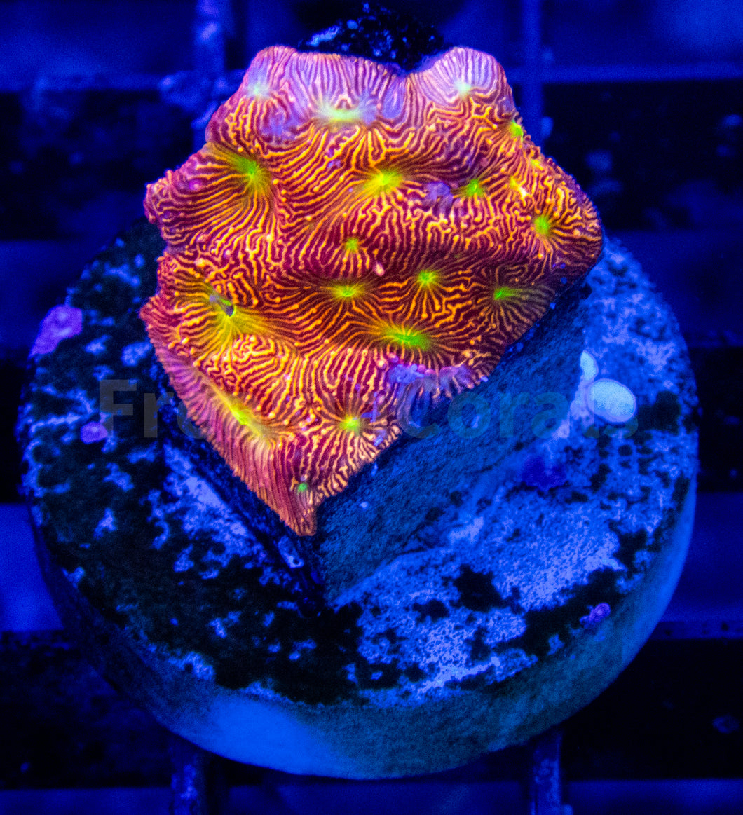 FK Jack-O-Lantern Leptoseris (Jason Fox Signature Coral)