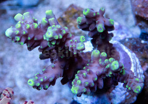 FK Verylight Acropora (Cut to Order - CTO) SPS769