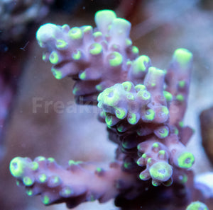 FK Verylight Acropora (Cut to Order - CTO) SPS769