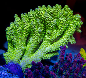 FK Area 51 Tenuis Acropora (Cut to Order - CTO) SPS 989