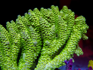 FK Area 51 Tenuis Acropora (Cut to Order - CTO) SPS 989