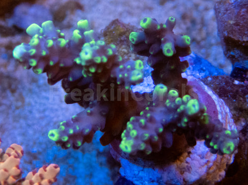 FK Verylight Acropora (Cut to Order - CTO) SPS769