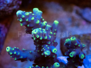 FK Verylight Acropora (Cut to Order - CTO) SPS769