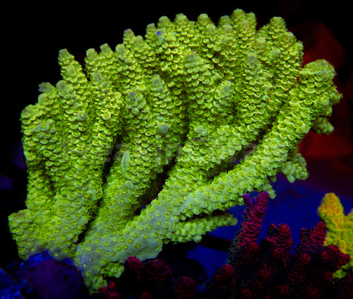 FK Area 51 Tenuis Acropora (Cut to Order - CTO) SPS 989