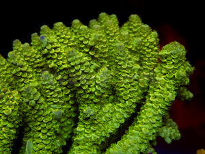 FK Area 51 Tenuis Acropora (Cut to Order - CTO) SPS 989