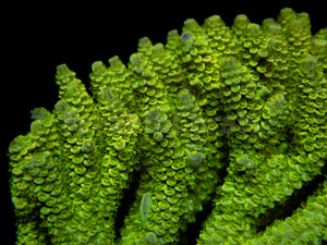 FK Area 51 Tenuis Acropora (Cut to Order - CTO) SPS 989