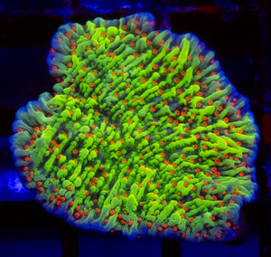 Chilli Pepper Montipora