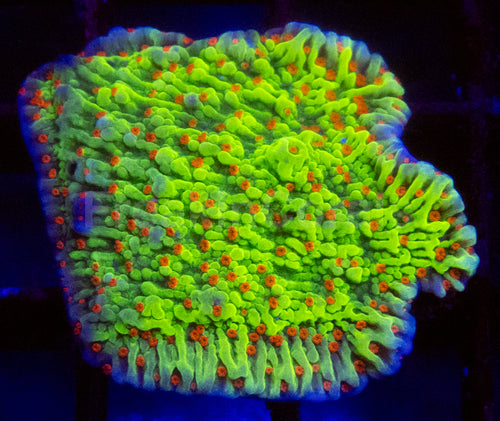 Chilli Pepper Montipora