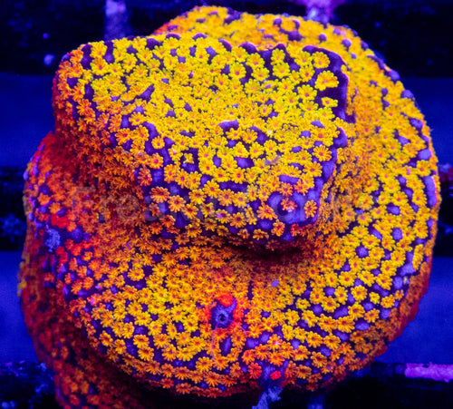Prism Veil Montipora