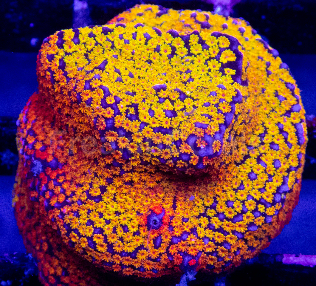 Prism Veil Montipora