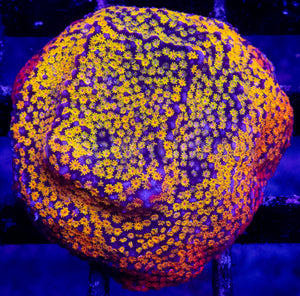 Prism Veil Montipora