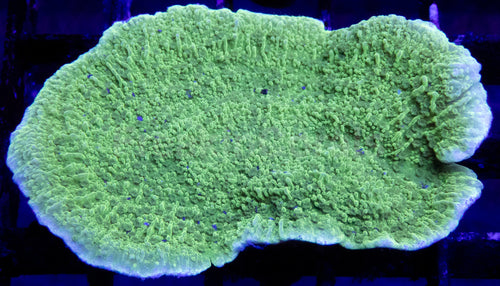 Emerald Crest Montipora