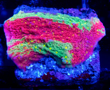 Carregar imagem no visualizador da galeria, Solar Veins Montipora